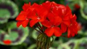 Hoa đỏ dâng Mẹ (Thái Nguyên - Mai Thiên Vân)