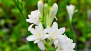 Hoa trắng dâng Mẹ (Thái Nguyên - Thi Thơ)